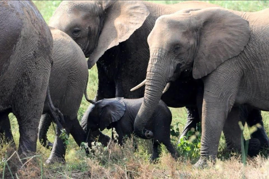 Elephant herd with calf in Royal Jozini Game Reserve