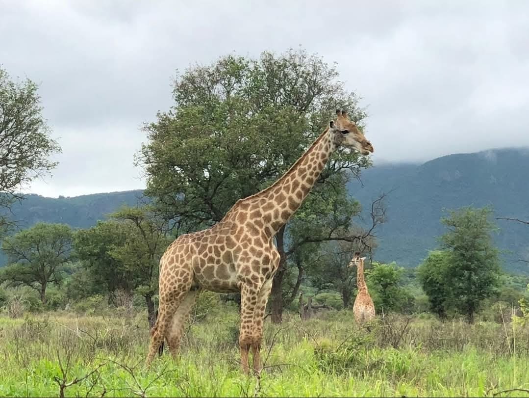Giraffes on the savanna at Royal Jozini Game Reserve