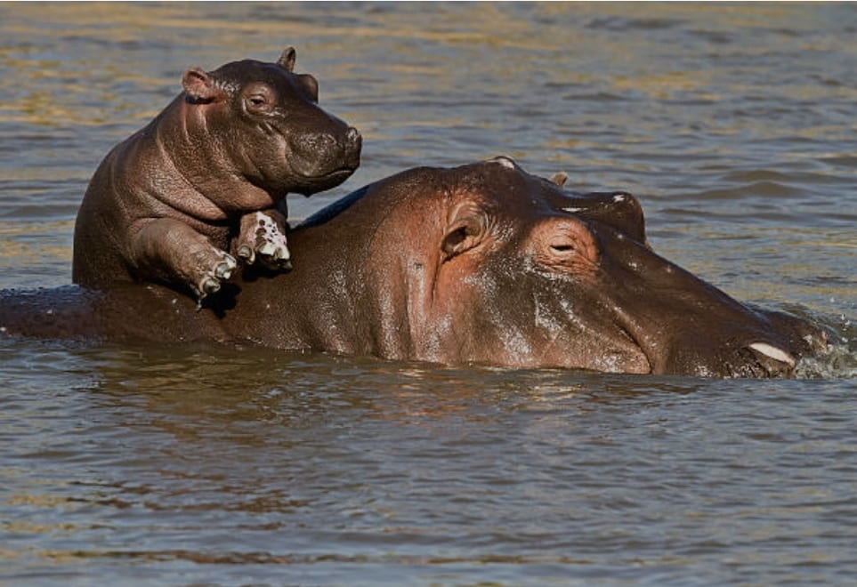 Hippopotamus with calf in the water