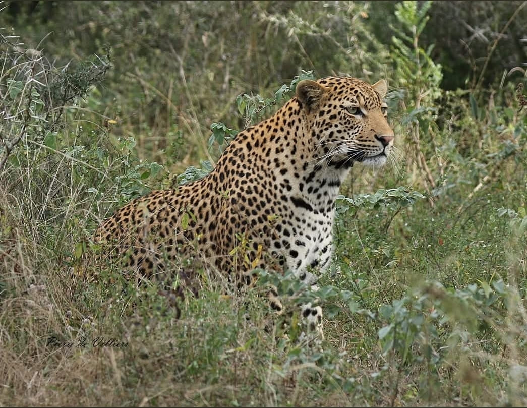 Leopard in the bush at Royal Jozini Game Reserve
